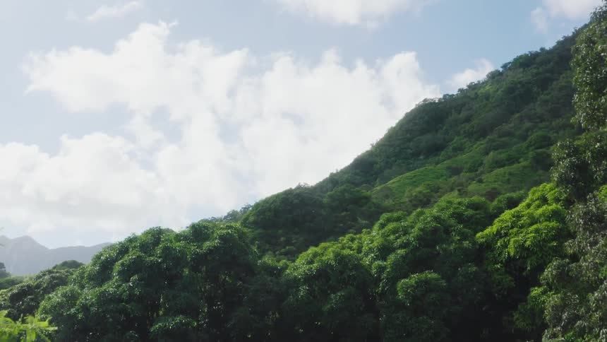Tropical forest on mountainside