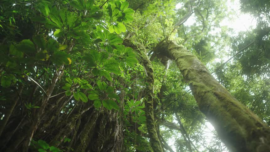 Worms eye view of trees and vegetation in tropical forest