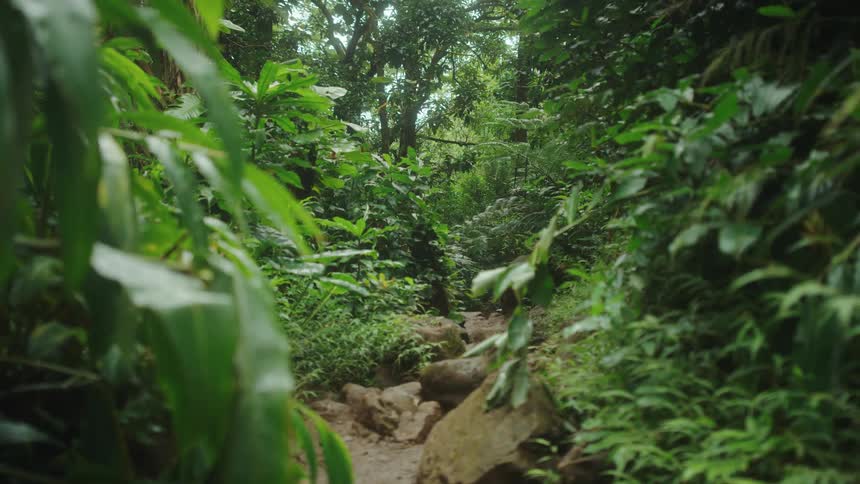 Plants in a forest