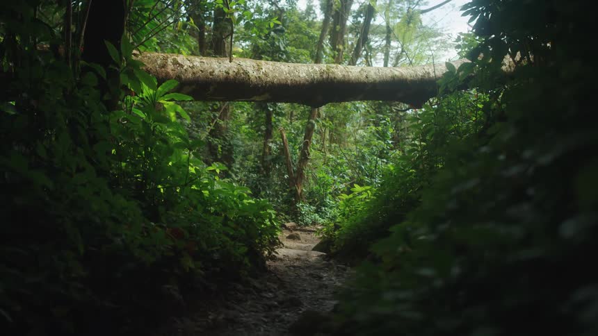 A pathway in the jungle with a fallen log above it