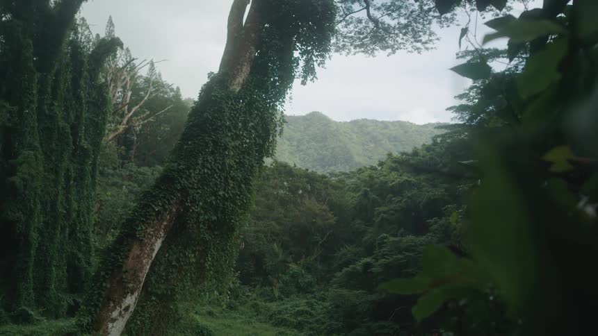 Trees and greenery in a forest