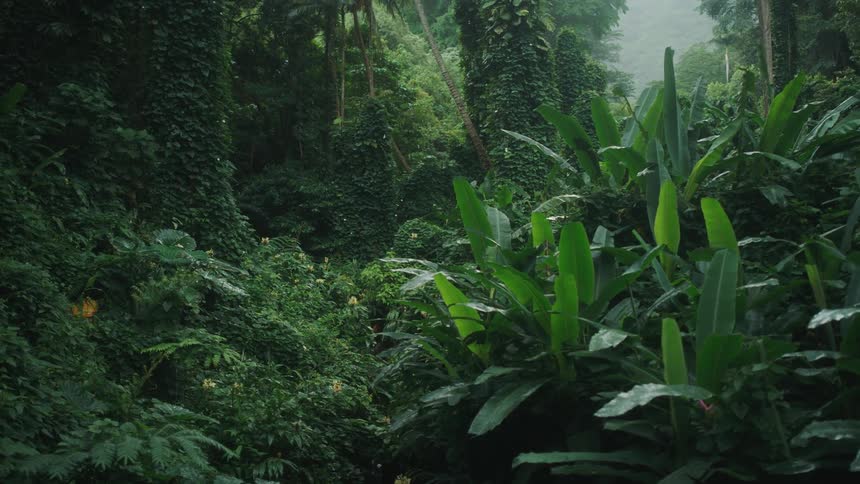 Vines cover trees and grounds heavily in forest