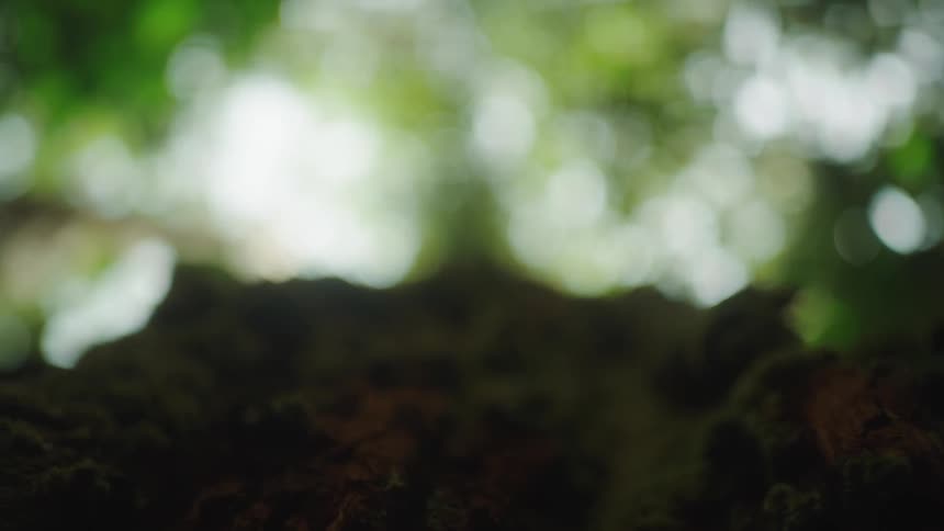 Birds eye view of trees in a forest