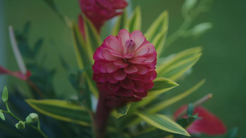 Flowers bloom outside