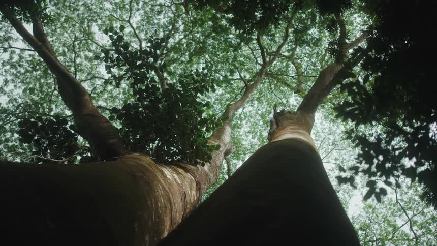 Tall trees on forest at day