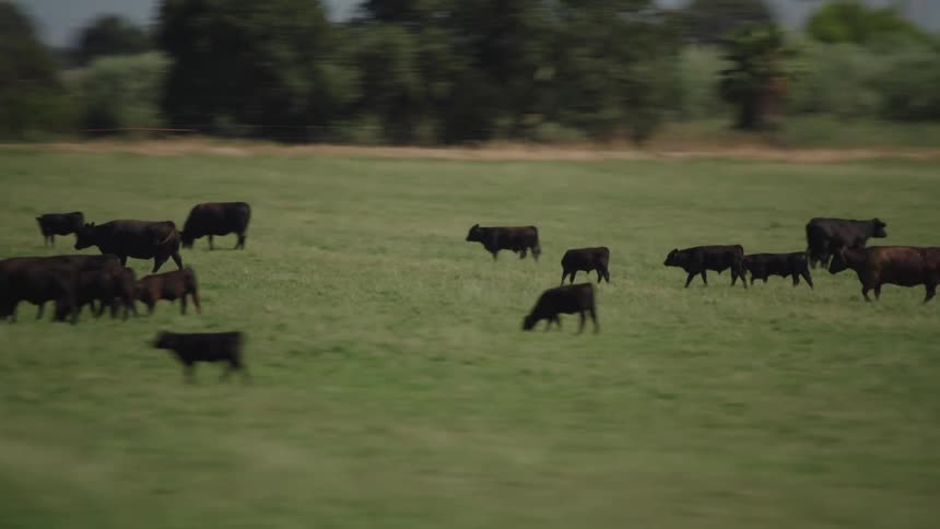The cows walk around the field grazing