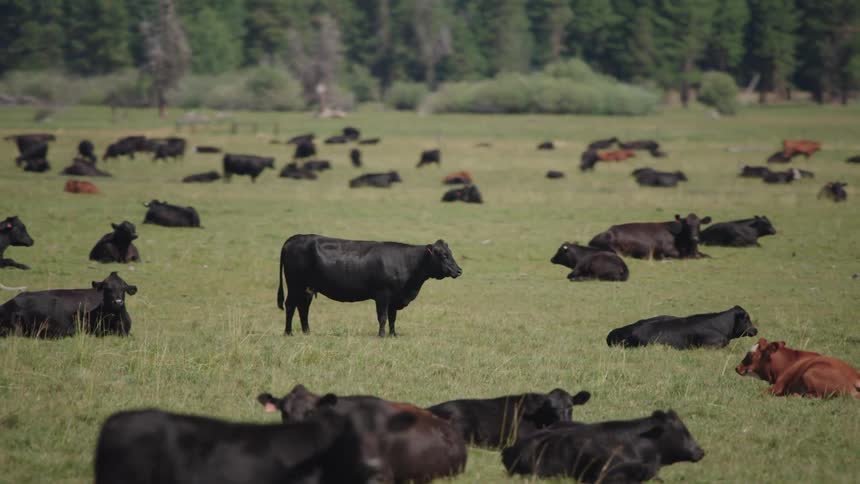 Cattle resting in a farm grassland area is displayed