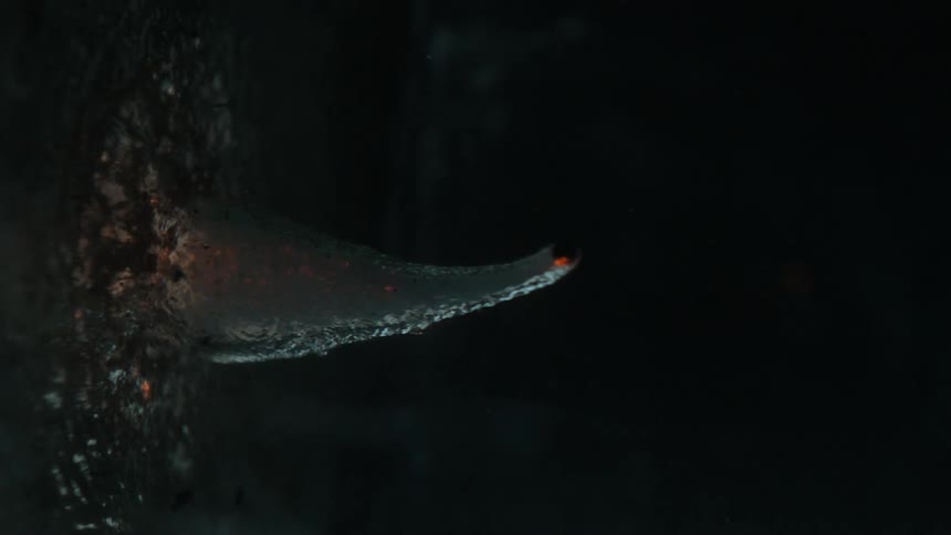 Particles are moving underwater