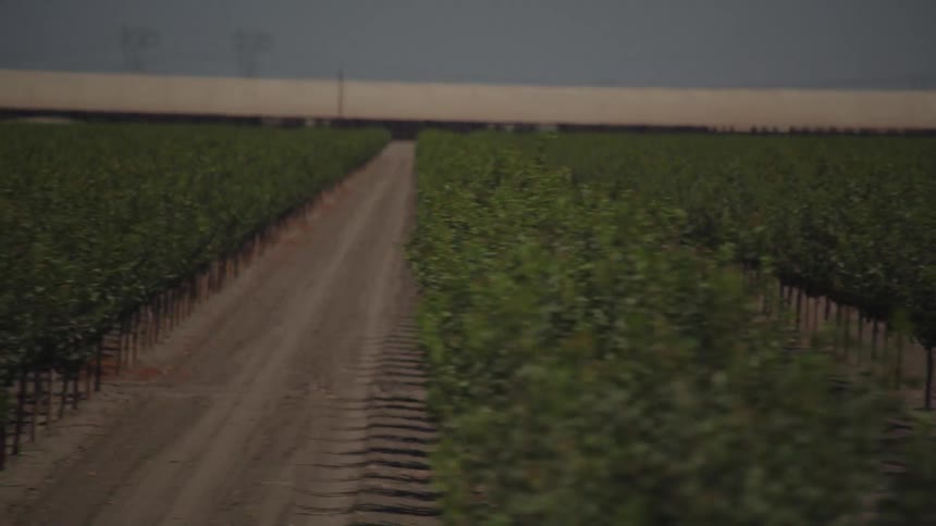 Time lapse of trees in a field