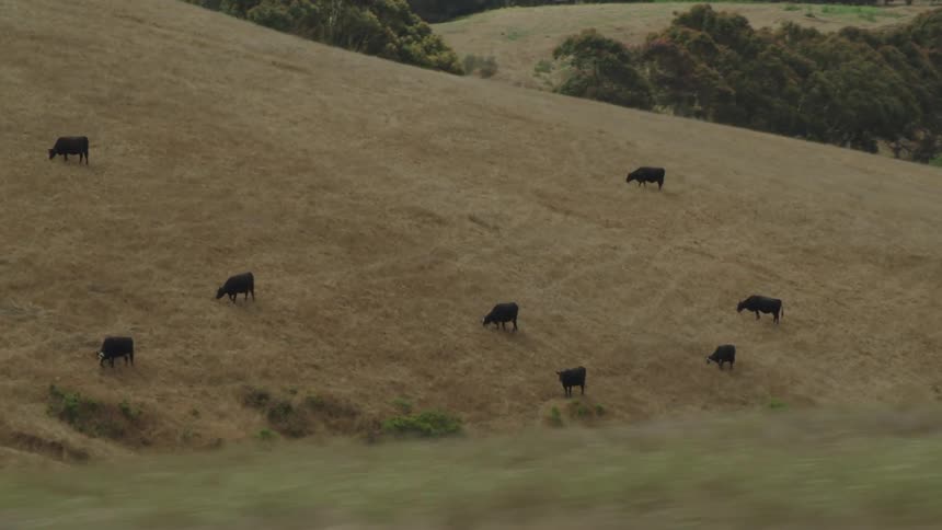 Eight cattle graze on the brown grass along the hillside