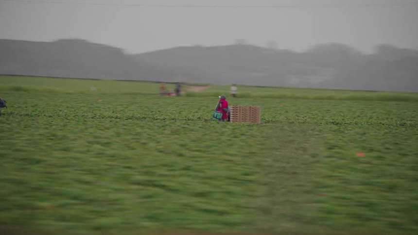Farm workers walking through field from moving vehicle