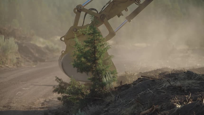 Bucket of a backhoe reaches down and grabs a small pine tree that is alongside a dirt road and rips it out of the ground by its roots