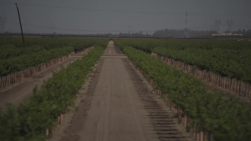 Fog obscures building on horizon behind rows of trees on farm