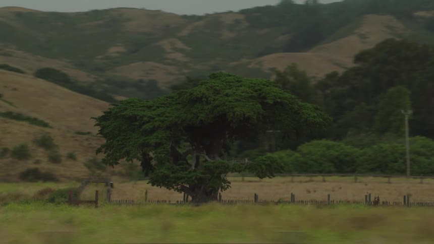 A tree stands in the middle of a field surrounded by hills