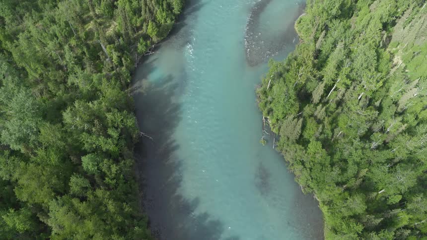 Birds eye view of river running through pine forest
