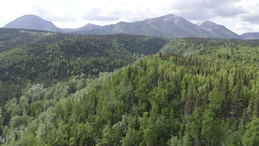 Massive pine forest across foothills in front of mountain range