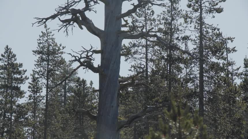Dead tree stands tall in pine forest at day