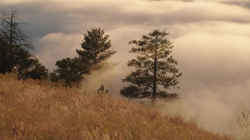 Trees being engulfed in fog at the bottom of a hill