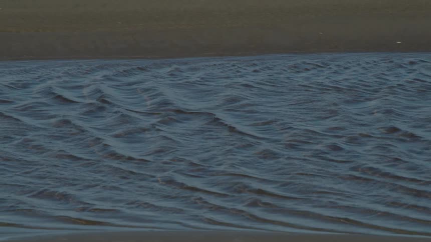 Birds fly over the ocean near the shore