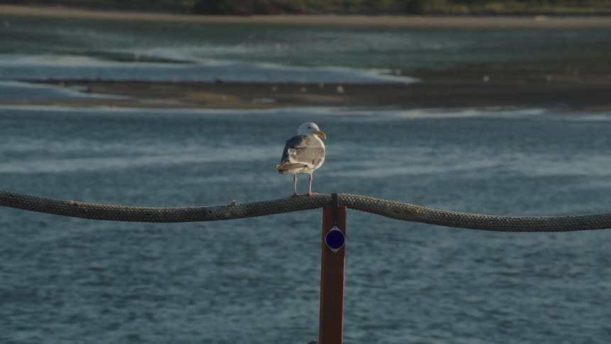 A bird sits on a rope by the water