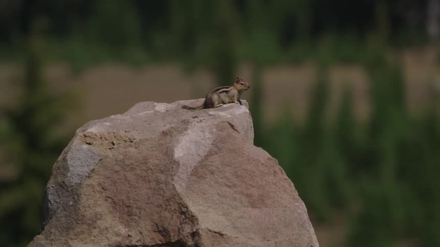 Chipmunk sits on top of rock