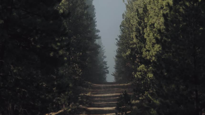 Dirt path through pine tree forest