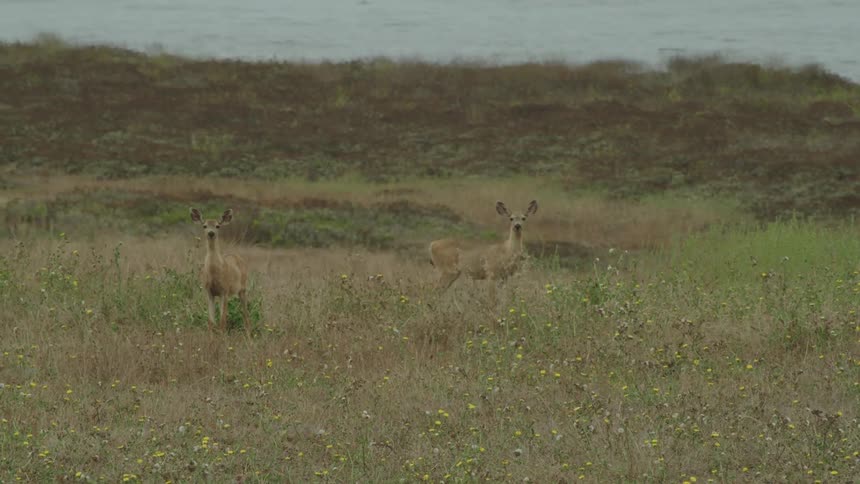 Deer stand frozen in field near ocean shore watching before turning and bolting