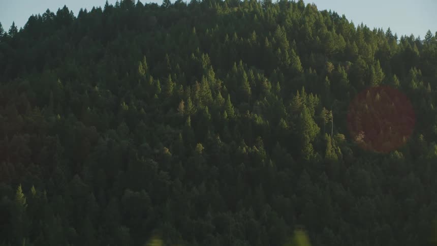 A mountain of trees on the hill