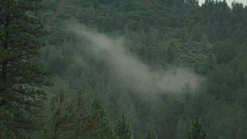 Aerial view of trees in a forest