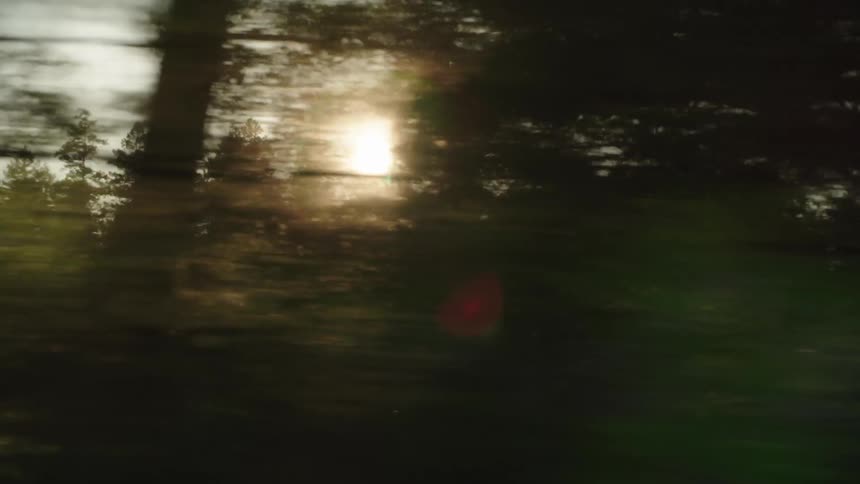 The sun shining through the foliage of trees in a forest