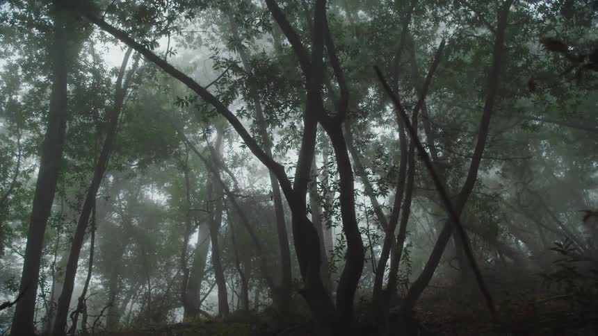 Trees in foggy forest