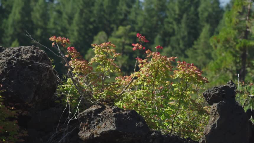 Wildflowers grow on open earth near a conifer forest during the day