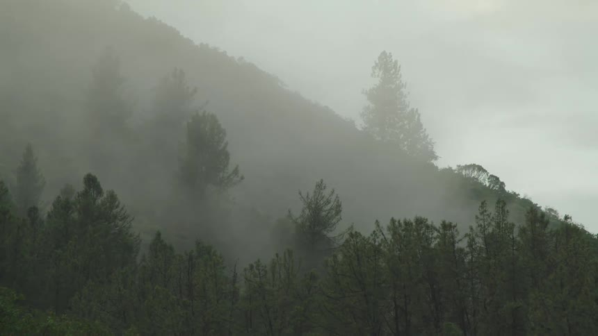 Aerial of the forest engulfed in morning fog