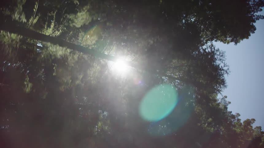 Sunlight shining through the foliage of a forest