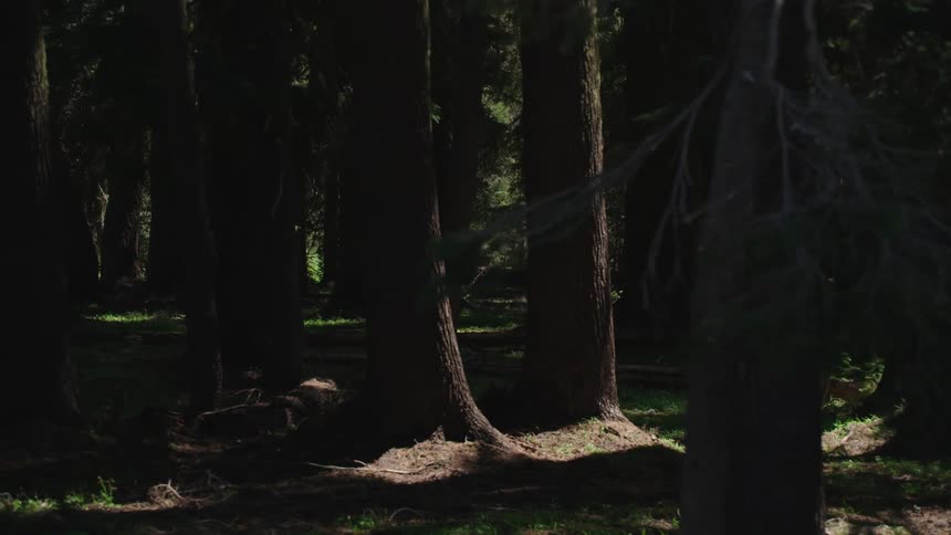 Sun dapples ground under forest of conifer trees