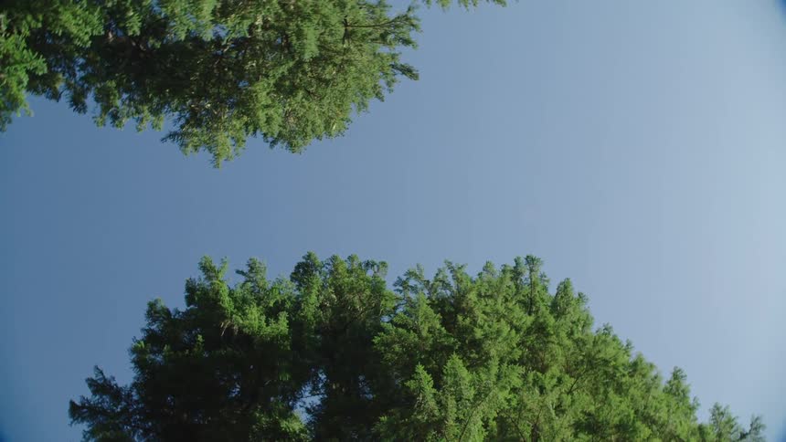 Worms eye view of trees and blue sky overhead