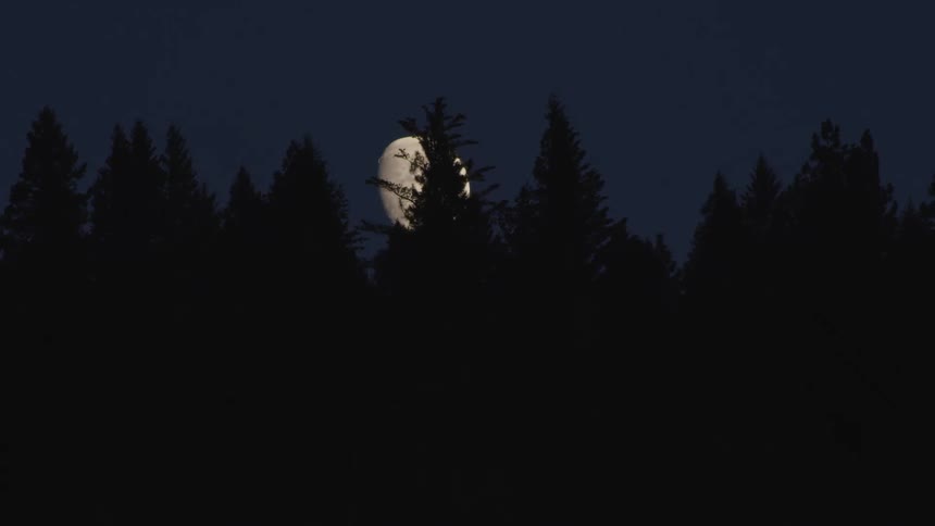The moon behind trees
