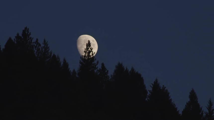 The moon above trees in the night sky