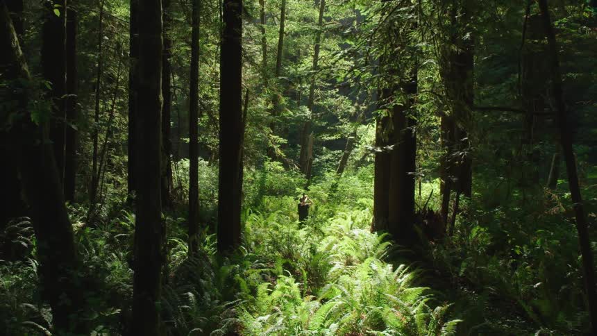 Man takes picture of the tall trees in the green forest