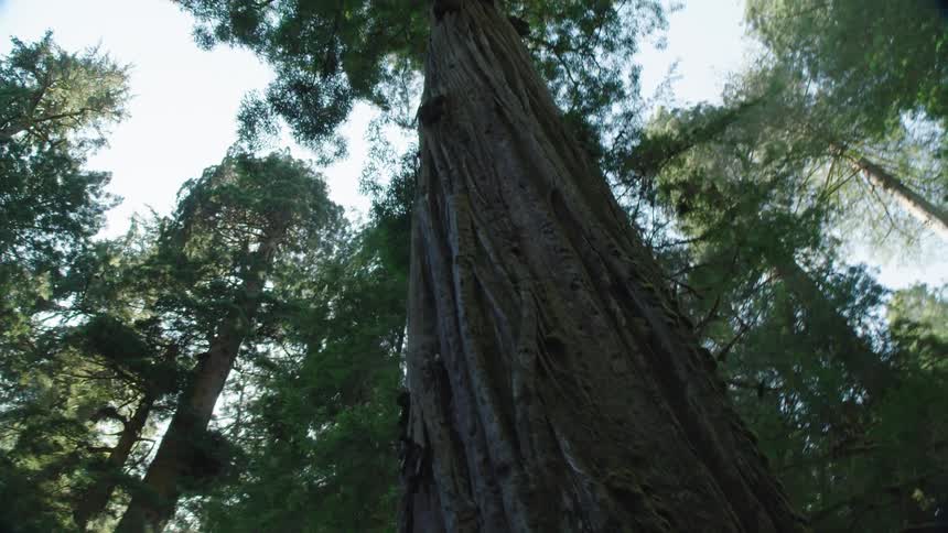 Trees with long trunks sit in the forest
