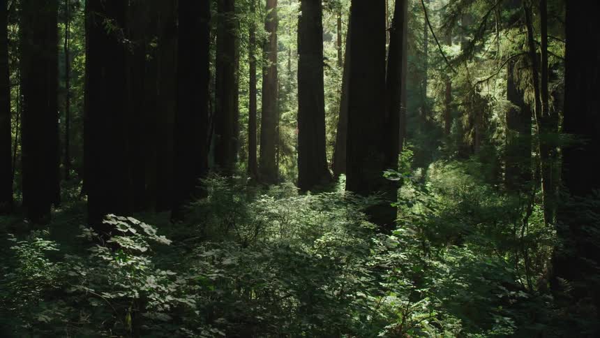 Dense green forest landscape during daylight