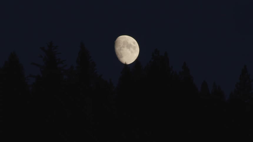 Nearly full moon hovers over conifer forest in a clear dark sky