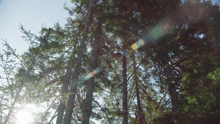 The tall trees in the wind