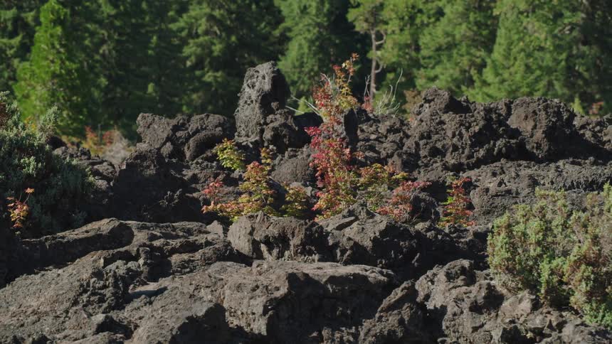 A few bushes grow in heavily disturbed earth near forest