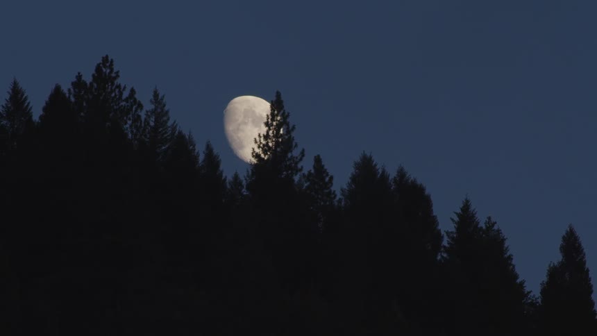 The waxing gibbous moon peaking out from behind a pine forest at night
