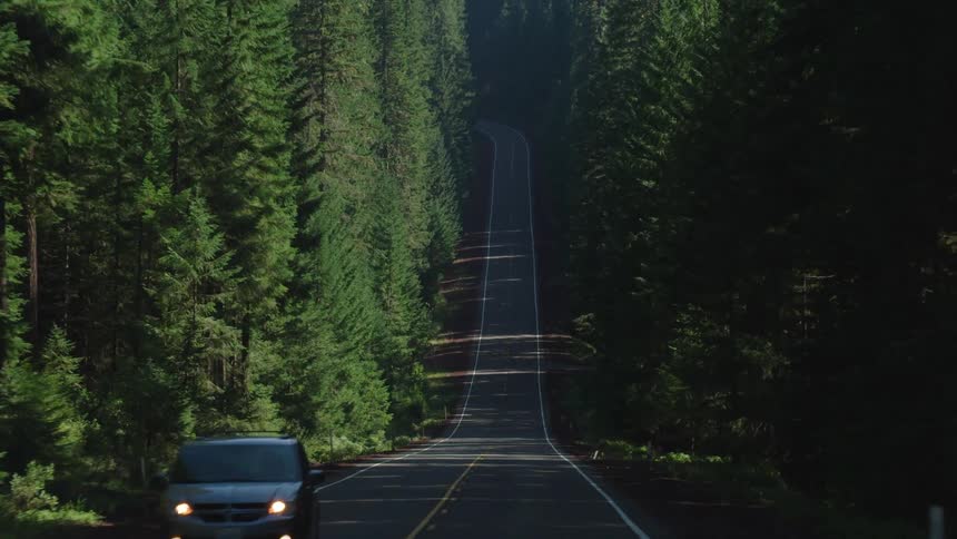 Highway through mountain pine forest