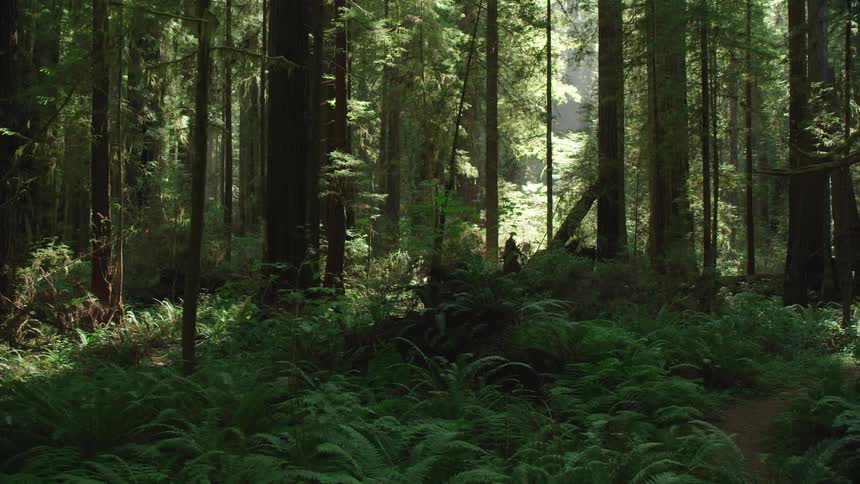 Dense green forest landscape on a sunny day