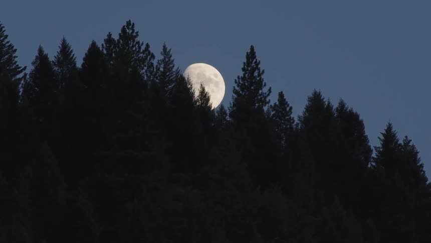 The moon is peaking through the tall trees