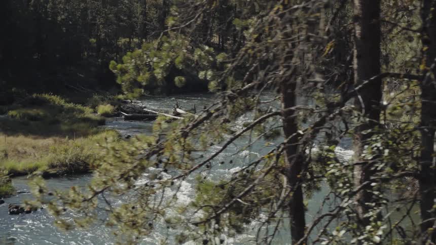 Fast moving river running through forest
