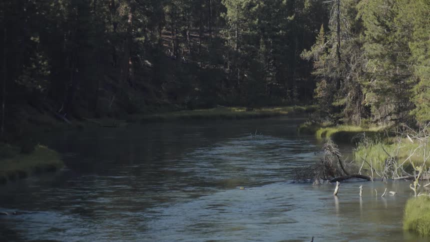 A river flows through a forest
